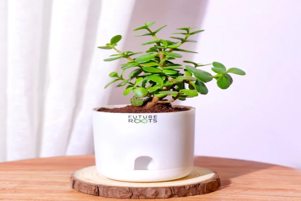 Future Roots