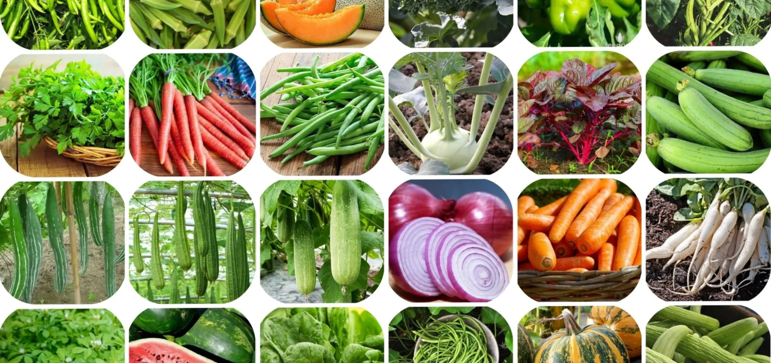Only For Organic — Case Study by Raulji Technologies